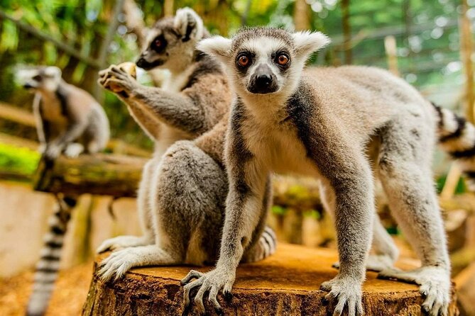 The Wild South Full Day Tour: La Vanille Nature Park, Gris Gris