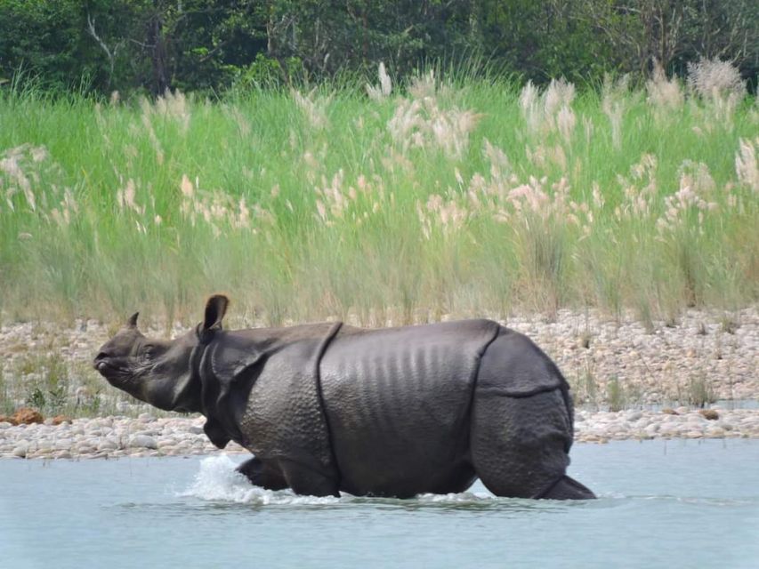Tiger Tracking Wildlife Safari Tour in Bardia