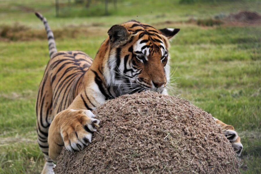 Tiger Valley Tour