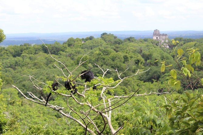 Tikal VIP Exclusive Tour From Flores Region