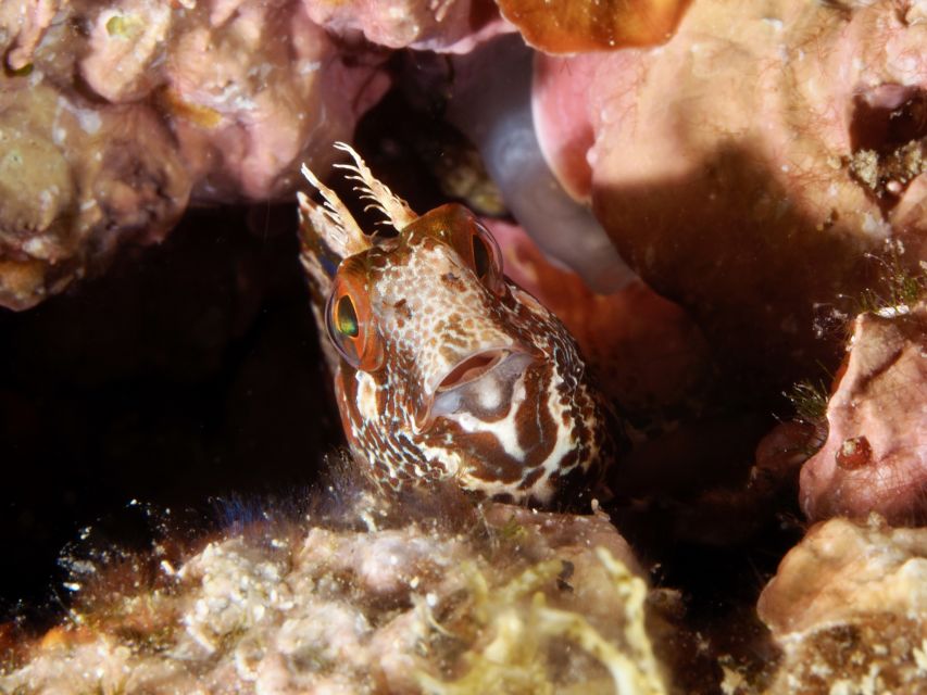 Tossa De Mar: Mar Menuda Dive Trip for Certified Divers