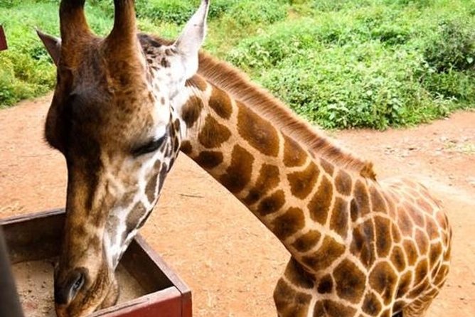 Tour Giraffe Center,Karen Blixen and Lunch Carnivore Restaurant