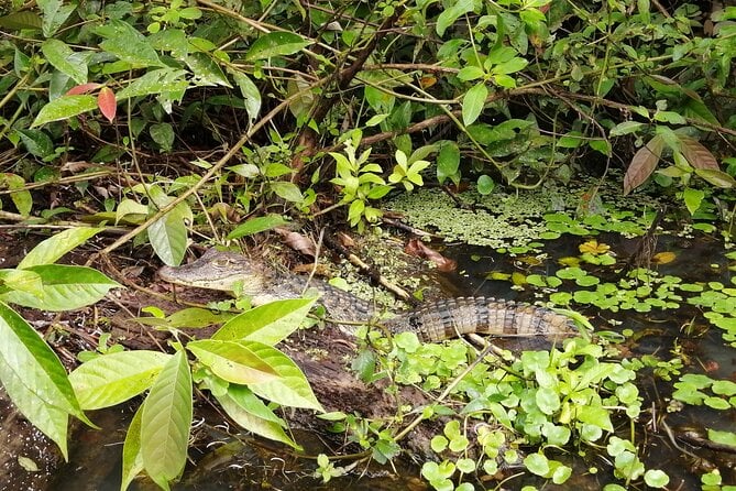 Tour To The Canals In Tortuguero National Park