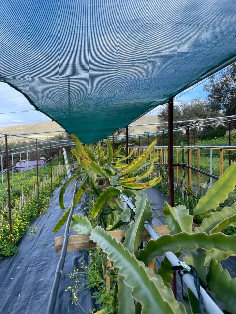 Traditional Olive Grove and Dragon Fruit Farm Tour - Tour Overview