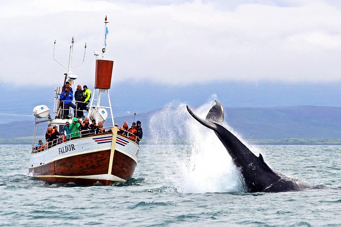 Traditional Whale Watching Tour From Húsavík