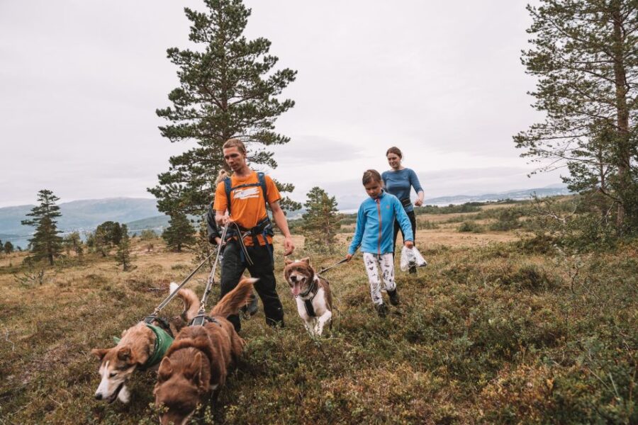 Tromsø: Husky Hike and Puppy Visit With Traditional Lunch - Activity Overview