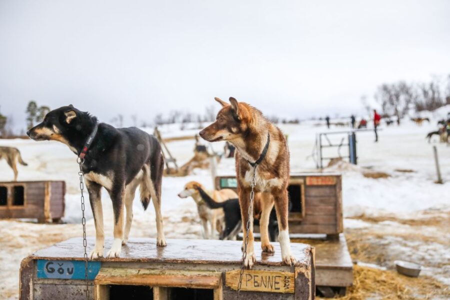 Tromsø: Husky Sled Self-Drive With Traditional Lunch - Activity Overview