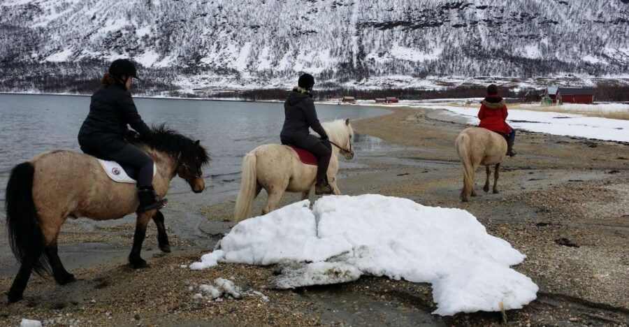Tromsø: Lyngen Horseback Riding Experience