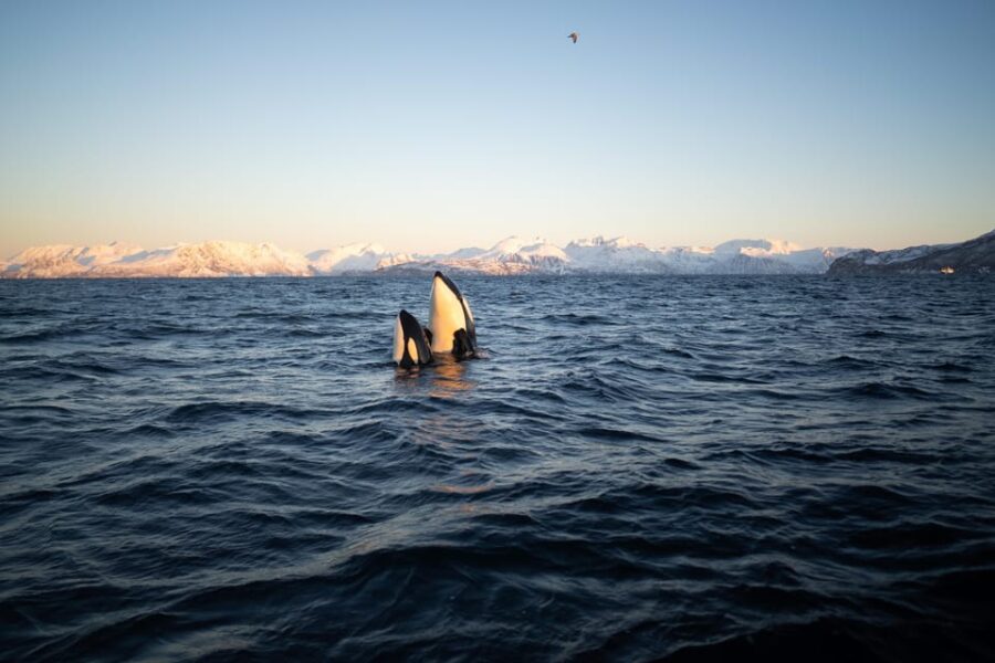 Tromsø: Skjervøy RIB Whale Watching Tour