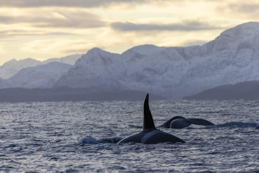 Tromsø Whale Safari With MS Gabriele