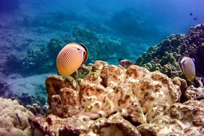 Tropical Reef & Wildlife Boat Snorkel Adventure