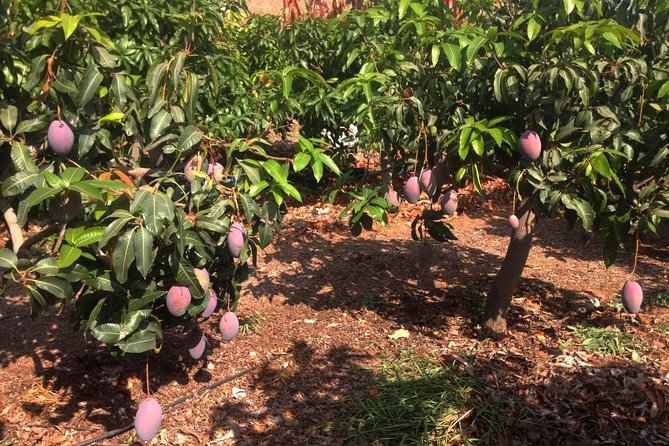 Tropical Route, Avocados and Mangoes - Small Group, Tasting and Lunch Included