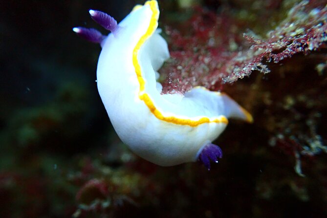 Try Scuba Diving in Arrabida Natural Park (Near Lisbon) With Pictures