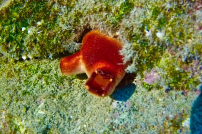 TRY SCUBA DIVING With a Dedicated Instructor