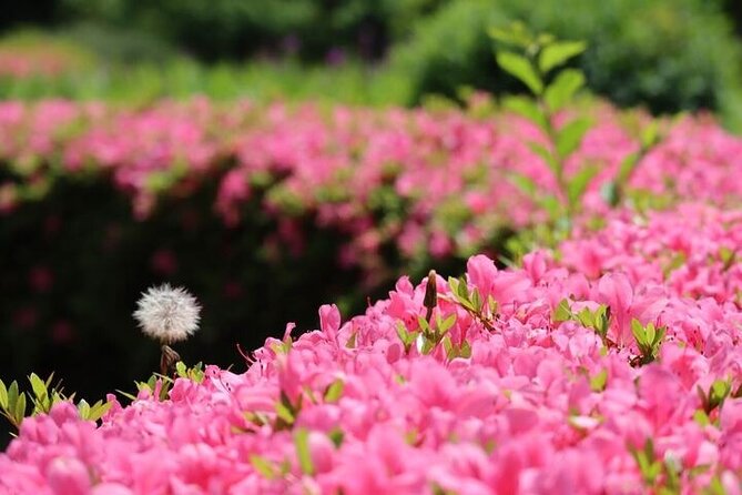 Tsukiji & Hamarikyu Gardens Wellness Tour – Walk, Relax & Lunch