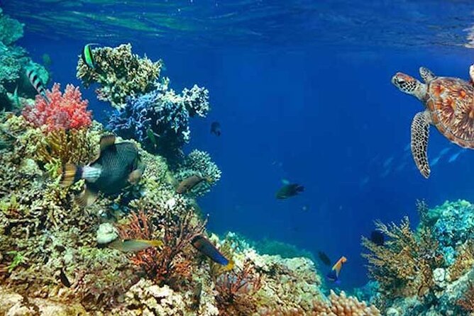 Tulum Area Experiences Guided 2 Tank Scuba Dive Casa Cenote & Barrier Reef-Lunch - Overview of the Scuba Diving Experience