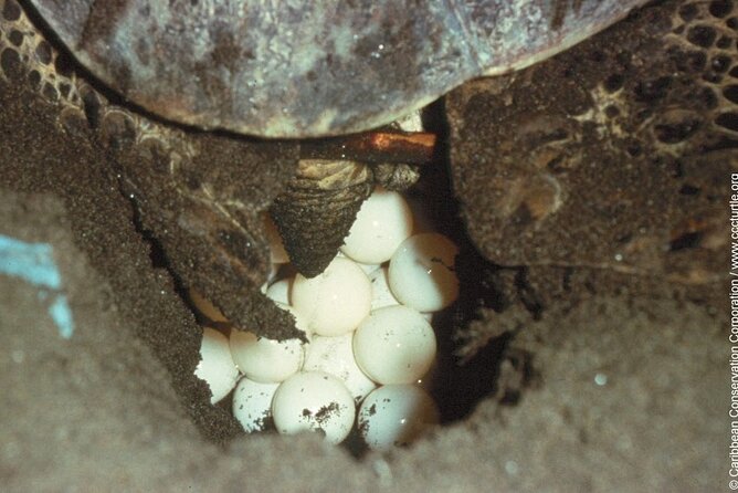 Turtle Nesting Night Tour in Tortuguero