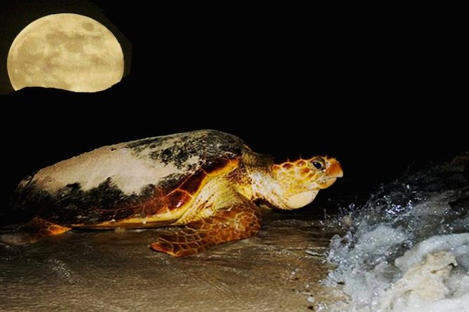 Turtle Walk From Santa Maria