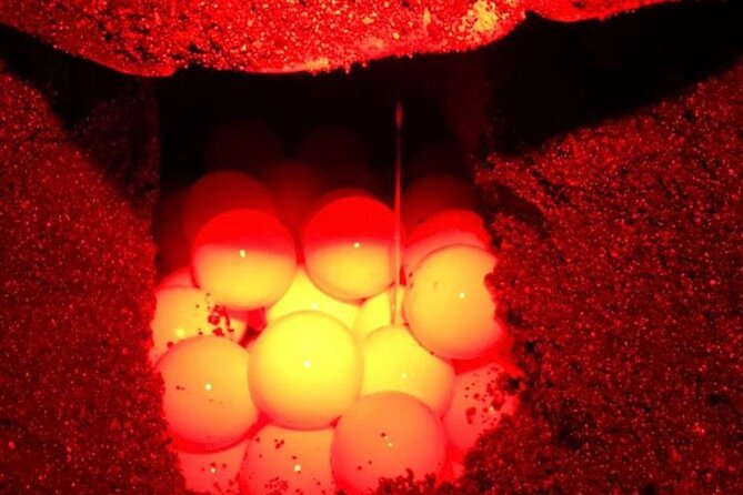 Turtle Watching Night Tours With Expert Naturalist - Inclusions and Meeting Information
