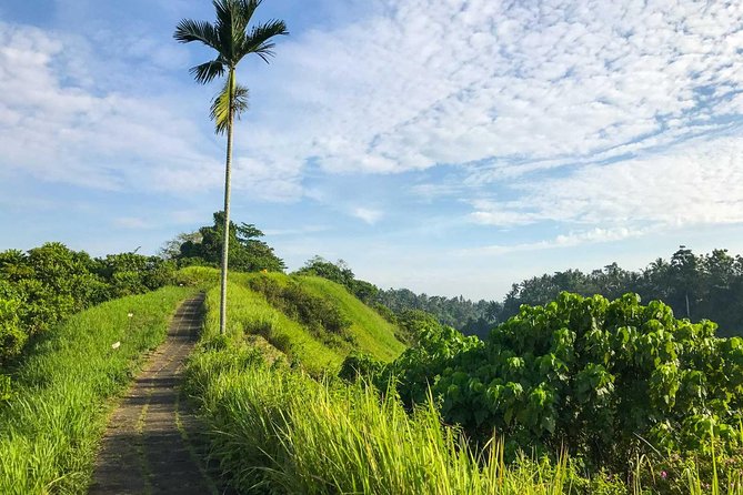 Ubud Countryside Tour: Campuhan Ridge Walk and Rice Terrace - Tour Overview