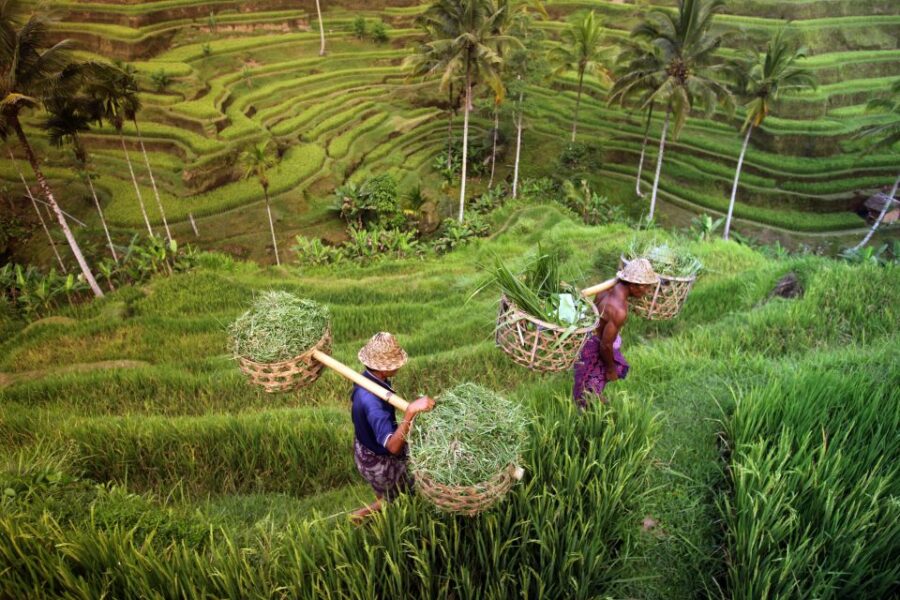 Ubud: Rice Terraces & Villages Half-Day Fat Tire E-Bike Tour - Tour Overview