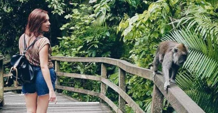 Ubud: Sacred Monkey Forest, Waterfall & Rice Terraces Tour