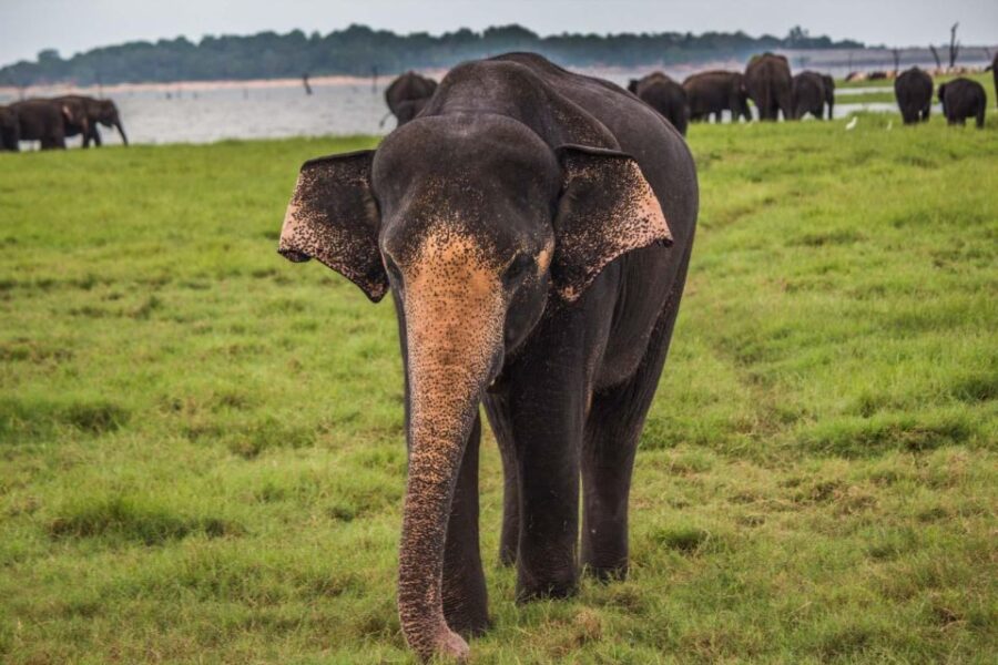 4 Best National Park Tours In Udawalawa