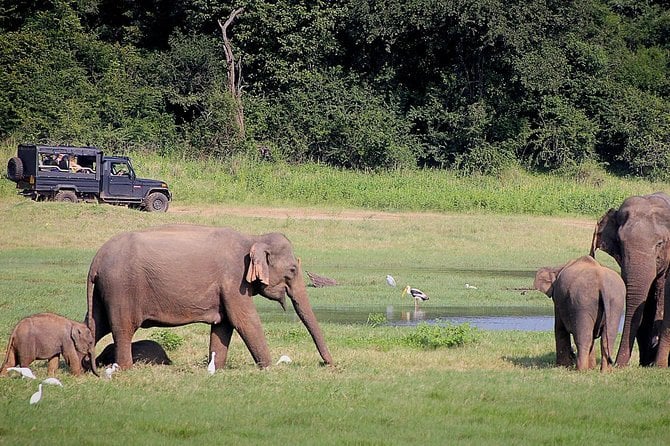 Udawalawa Safari(3-4hours) – Private Jeep With Experienced Driver