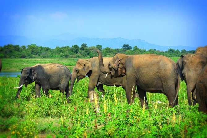 Udawalawe National Park | 4 Hours Safari Tour