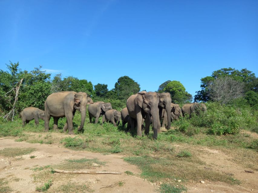 Udawalawe National Park: Entry Ticket & Half-Day Safari Tour - Overview of Udawalawe National Park