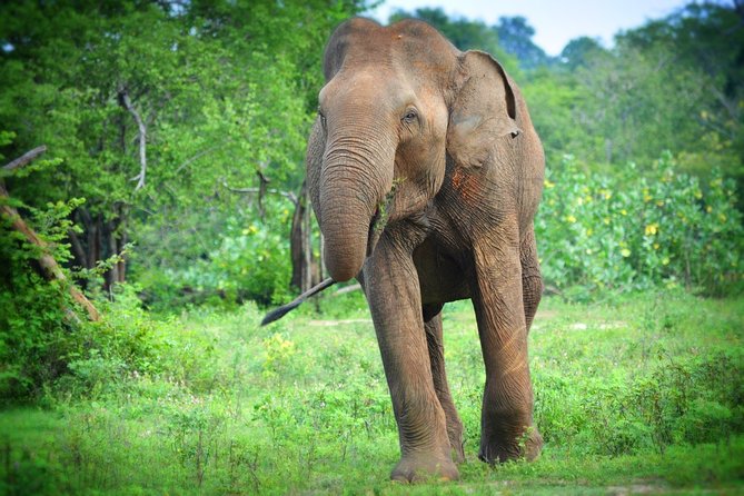 Udawalawe National Park | Half Day Safari Tour