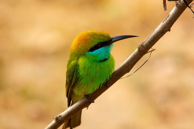 Udawalawe National Park | Private Safari Tour