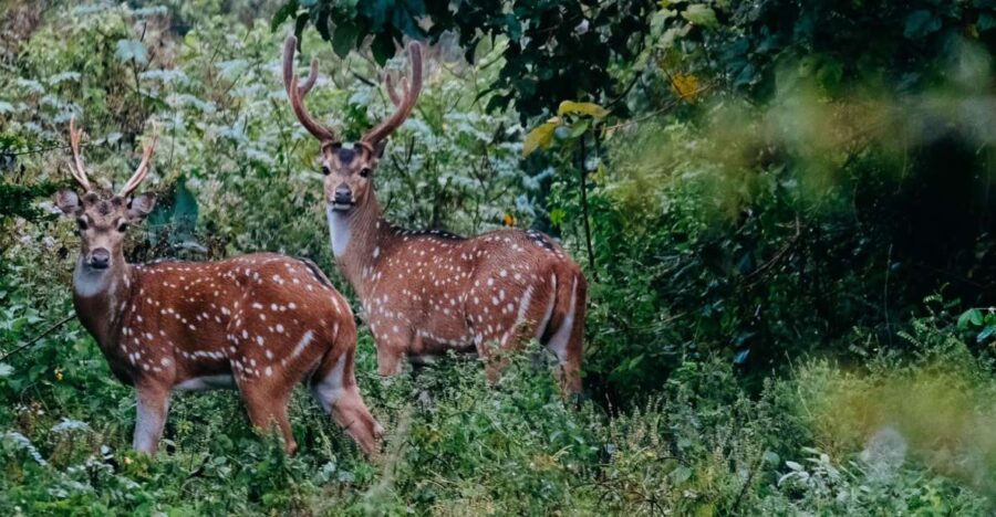 Udawalawe National Park Private Safari With Naturalist - Tour Overview