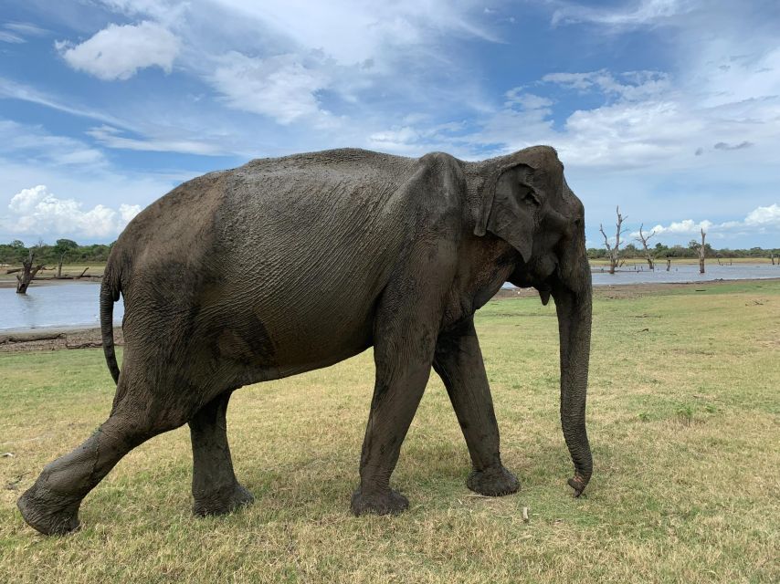 Udawalawe National Park With Safari Jeep & Entrance Ticket - Activity Overview