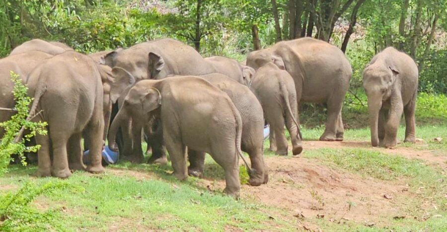 Udawalawe Safari Day Tour From Bentota/Aluthgama/Ahungalla