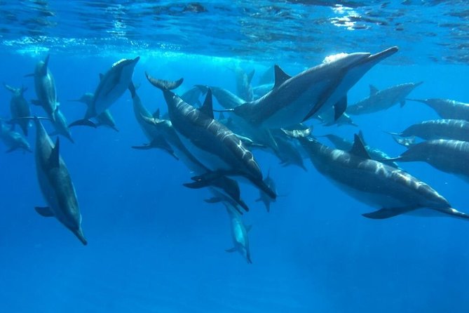 Ultimate Ocean Encounters Midday Snorkel
