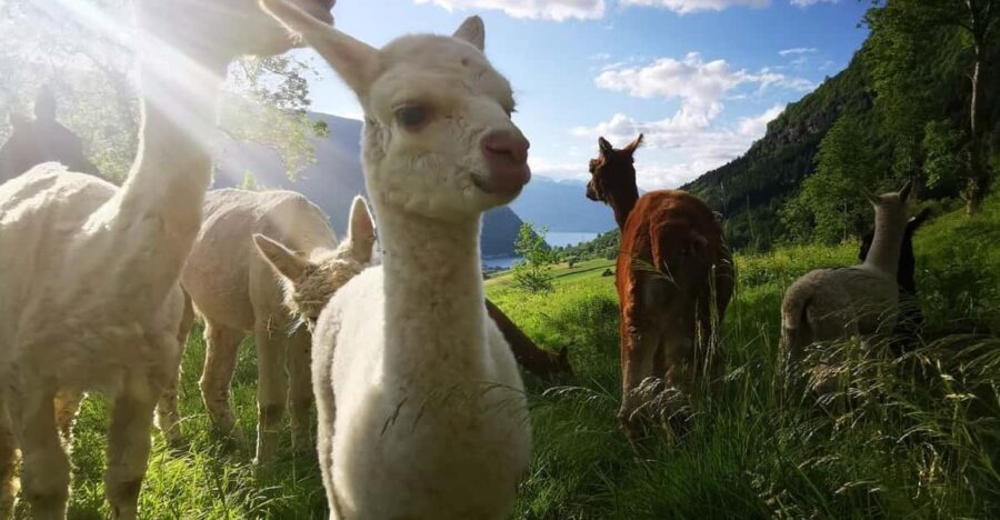 Vik: Hiking Tour With Farm Visit