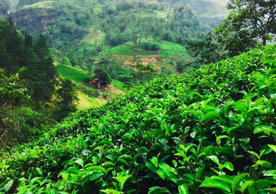 Village Trekking Tour at Ramboda - Tour Overview and Pricing