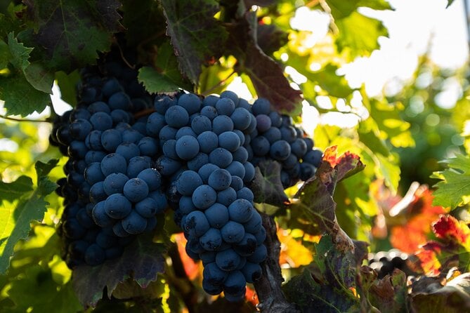 Vineyard Tour With Wine Tasting and Local Products - Tour Overview