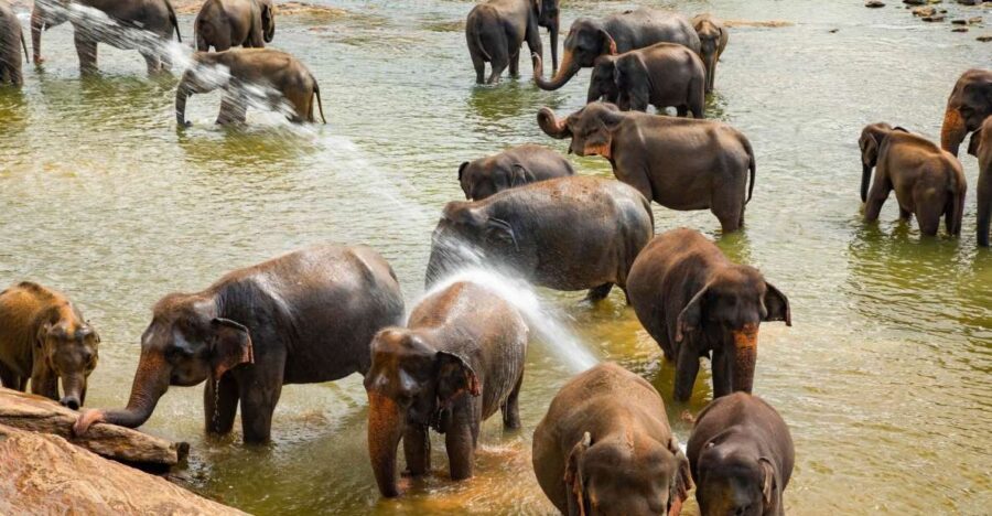 VIP ALL INCLUSIVE KANDY PINNAWALA DAY TRIP - Tour Overview
