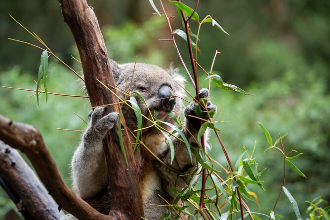 VIP Sanctuary Tour at Healesville Sanctuary - Excl. Entry - Tour Overview