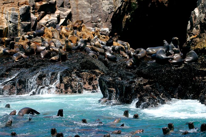 Visit the Sea Lions in Palomino Islands, in Lima Peru - Tour Overview