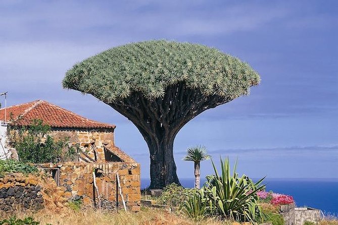 Volcano Teide – Masca Ravine. Guided Tour From Puerto De La Cruz – Tenerife