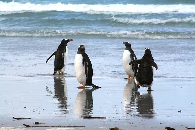 Volunteer Point in Falkland Islands - Highlights of the Experience