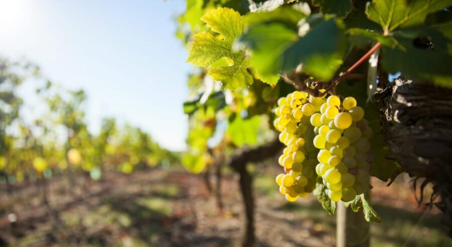 Vouvray Wine Half-Day Tour From Tours