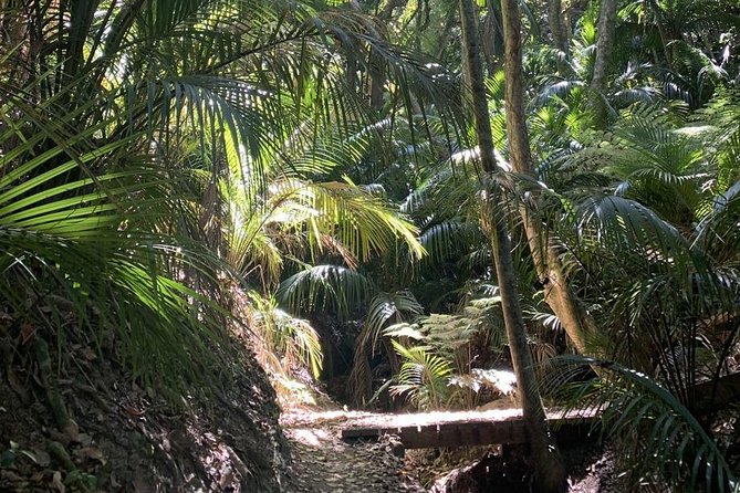 Waiheke Island Bush & Beach Walk