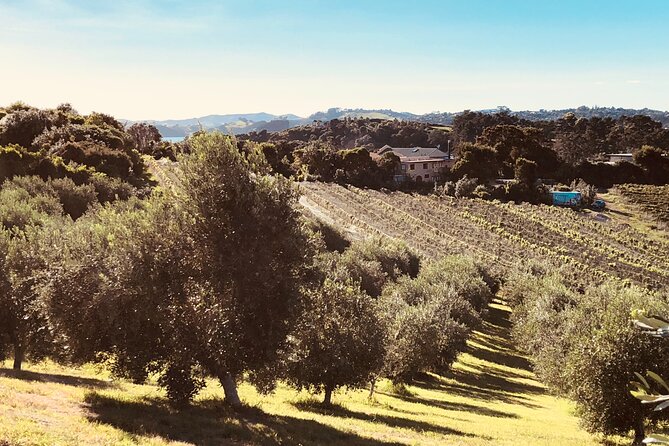 Waiheke Island: Sip & Savour Tour