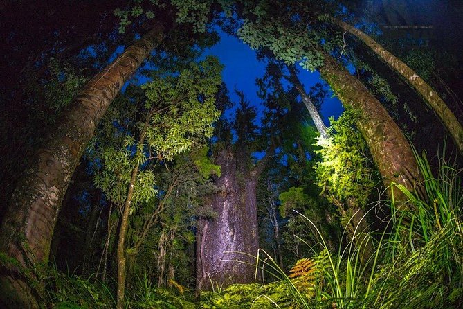 Waipoua Forest: Twilight Encounter - Maori Cultural Eco Night Tour - Overview of the Tour