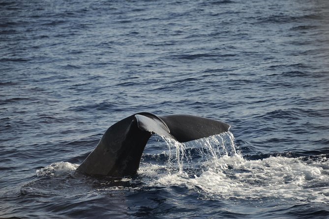 Waitukubuli Dolphin and Whale Watch in Dominica - Overview and Experience
