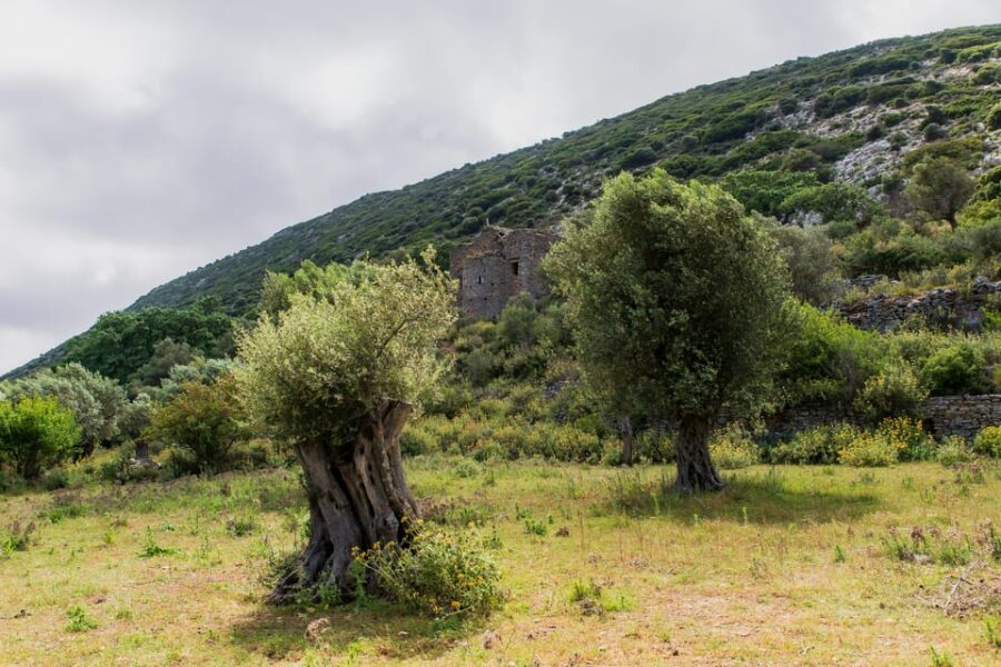 Walk Among the Olive Trees (Small Group Experience) - Activity Overview